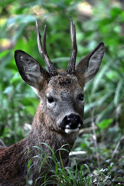 Wildpark: Animales salvajes en la ciudad de Düsseldorf