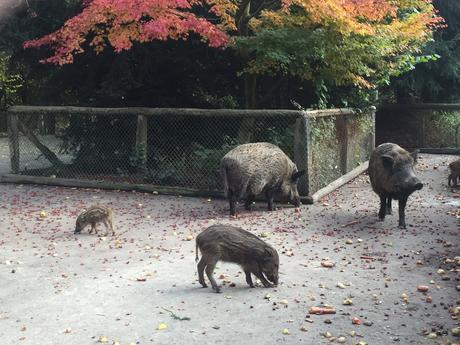 Wildpark: Animales salvajes en la ciudad de Düsseldorf