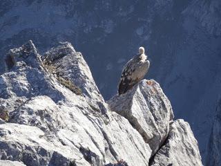 Maraña-Peña la Cruz-Cervunal-La Polinosa
