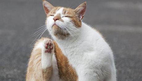 que es bueno para la sarna de los gatos