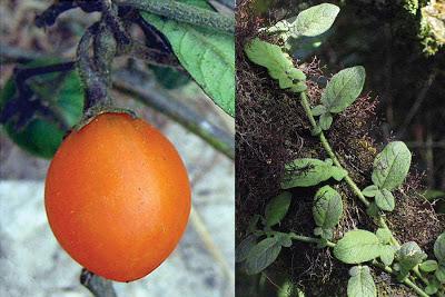 El TOMATITO QUE LA SACO DEL OLVIDO.No nos debemos sorpren...