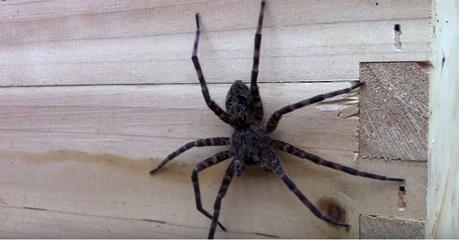 El ataque asesino de un enjambre de abejas a una enorme araña el-ataque-asesino-de-un-enjambre-de-abejas-a-una-enorme-arana