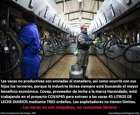 ARTÍCULO: COVAP45 o cómo explotar a las vacas lo máximo posible