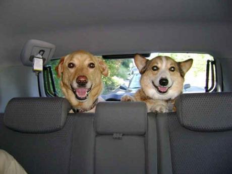 ¿Cómo quitar pelos de perro del coche? 4fe87e8ad0600530bf04489dff66e8cf