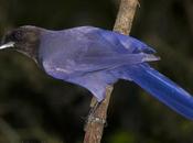 Urraca morada (Purplish jay) Cyanocorax cyanomelas