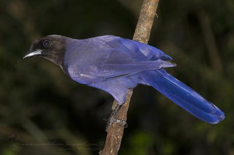 Urraca morada (Purplish jay) Cyanocorax cyanomelas Urraca morada (Purplish jay) Cyanocorax cyanomelas