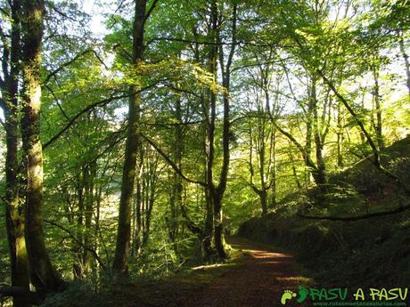 Bajando por el bosque de Cea