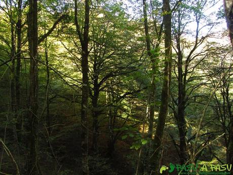 Bajando por el Bosque de Cea