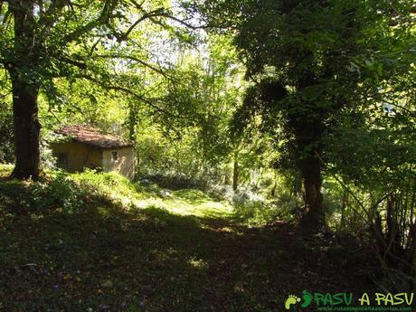 Cabaña y bosque de Cea