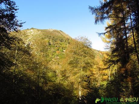 Bosque de Cea en la parte baja