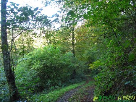 Bosque de Cea