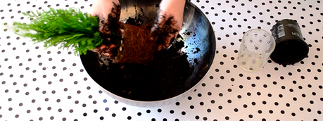 como-hacer-una-kokedama-2