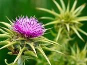 Cardo mariano para piel, @VanitasEspai