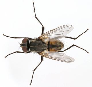 mosca-domestica-cincodays