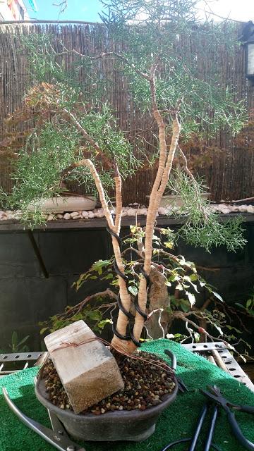 La Sabina : cambio radical 1º parte.