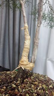 La Sabina : cambio radical 1º parte.