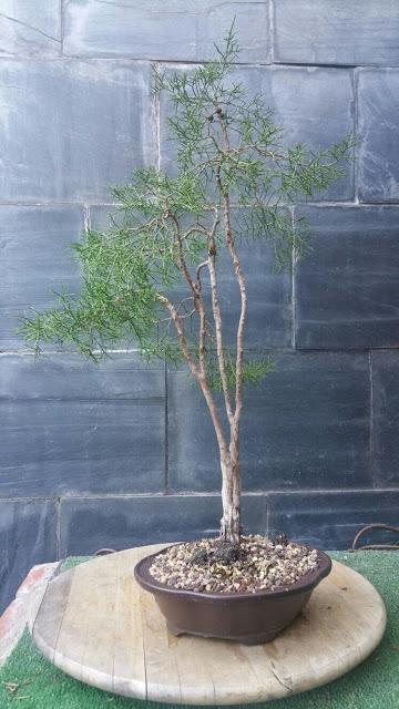 La Sabina : cambio radical 1º parte.