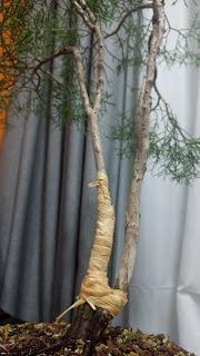 La Sabina : cambio radical 1º parte.