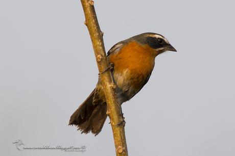 Sietevestidos común (Black-and-Rufous Warbling-Finch) Poospiza nigrorufa