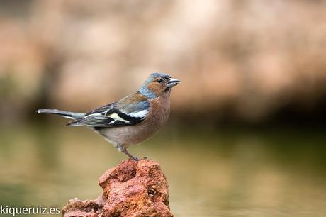 Pinzón vulgar la adaptacion