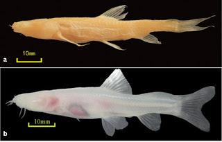 Nuevo pez en cuevas de China
