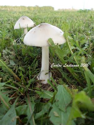 Construyendo un hogar 3. El suelo