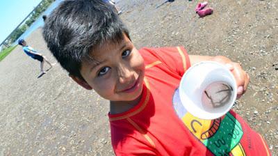 Fueron liberados unos 100.000 ejemplares de trucha en el río Negro