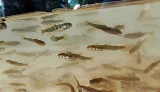 Fueron liberados unos 100.000 ejemplares de trucha en el río Negro