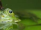 ¿Sufres síndrome rana hervida?