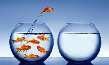 Los errores más comunes en los acuarios de principiantes