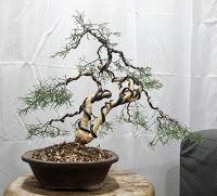 La Sabina : cambio radical 2º parte.