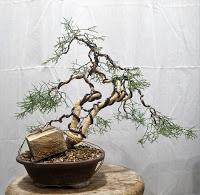 La Sabina : cambio radical 2º parte.