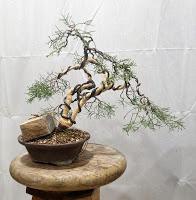 La Sabina : cambio radical 2º parte.