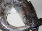 Esto como pescadilla muerde cola