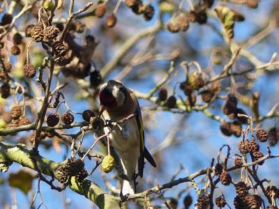 Jilgueros como lúganos