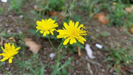 Androidografia Barakaldo DXVII. La Naturaleza #fotografia Androidografia Barakaldo 1789