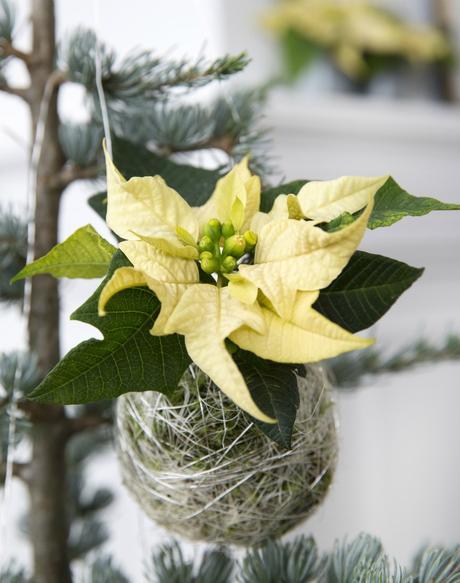 Kokedamas de polisettias para Navidad