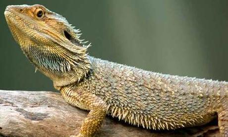 Quiero tener un dragón barbudo: todo lo que debo saber sobre ellos