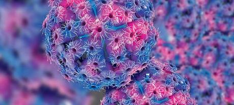 ¿ Como el Citomegalovirus infecta las Células Humanas ?