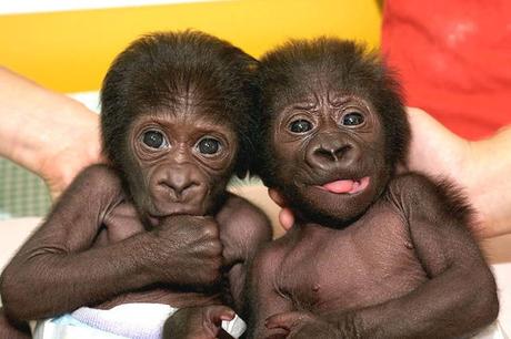 Resultado de imagen de bonobos y humanos
