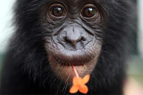Resultado de imagen de bonobos