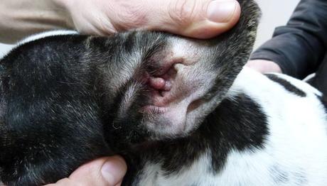 revisa constantemente a tu mascota