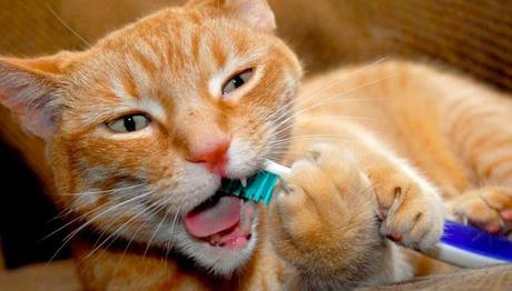 la higiene dental evita el mal olor de la boca en el gato
