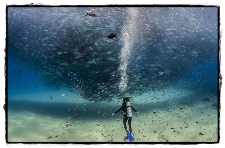 Todos los peces del mar