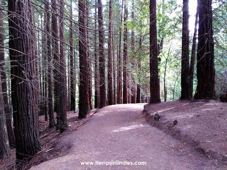 Las secuoyas de Monte Cabezón: California en Cantabria