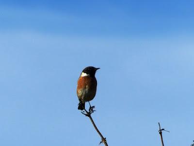El país de las tarabillas