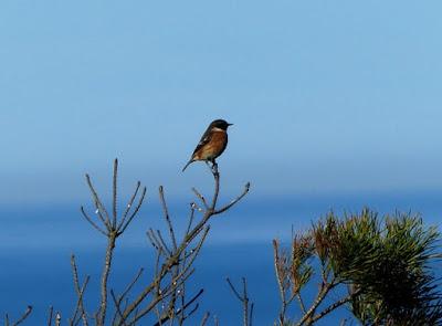 El país de las tarabillas