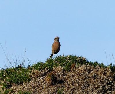 El país de las tarabillas