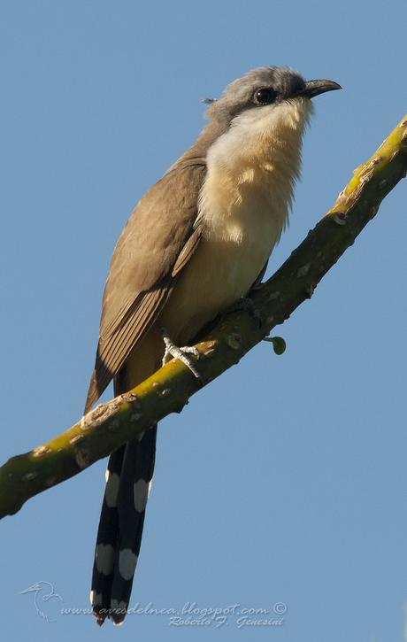 Cuclillo canela (Dark-billed Cuckoo) Coccyzus melacoryphus
