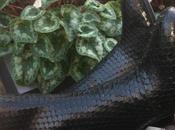 Botines negros Ecco Shoes, love them